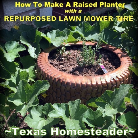 A cute nearly indestructible raised planter that can endure year after year in challenging Texas weather using a small, repurposed tire #TexasHomesteader