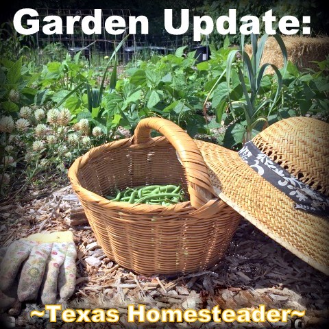 Usually by August our NE Texas vegetable garden is burned up & gone. But this year I'm still harvesting heavily every day. #TexasHomesteader