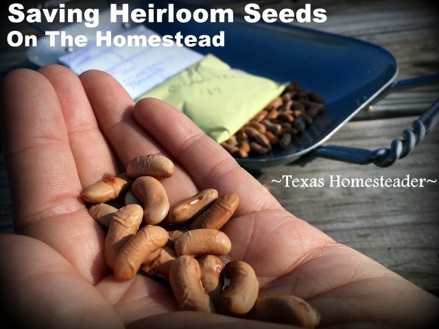 Saving heirloom seeds. #TexasHomesteader