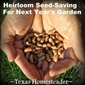Heirloom Seed Saving cupped hands TexasHomesteader
