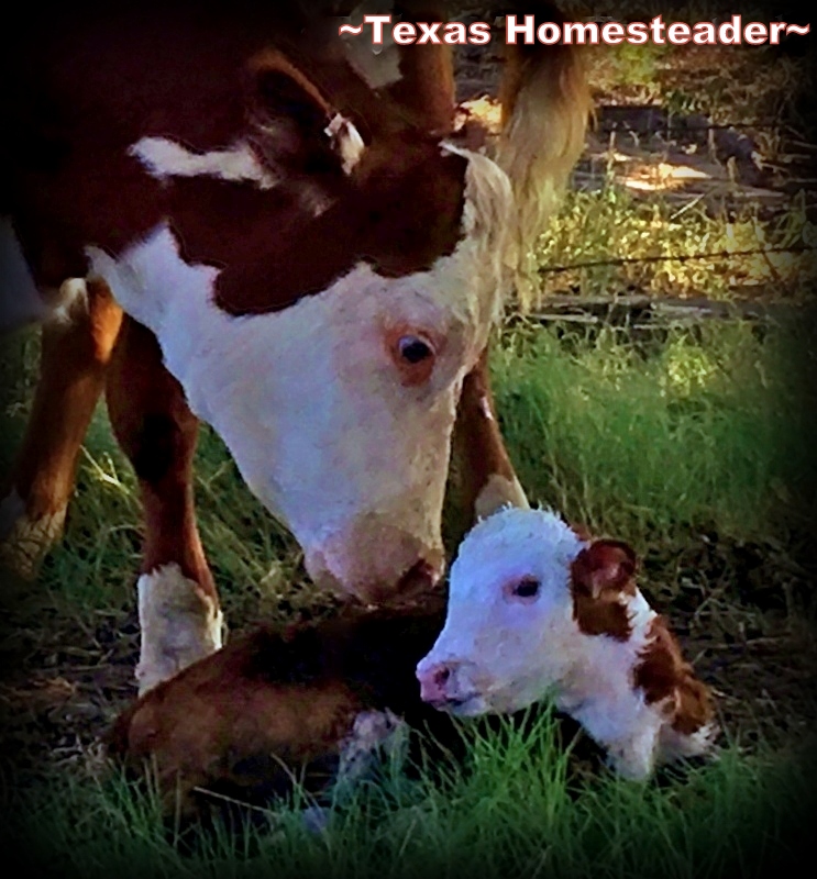 I'm sharing our lives here on our NE Texas Homestead. Come follow along! #TexasHomesteader