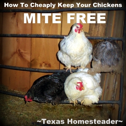 We use wood ash to reduce or eliminate mites on our chickens. We get happy hens using something that was previously just wasted. #TexasHomesteader