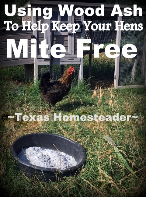 We use wood ash to reduce or eliminate mites on our chickens. We get happy hens using something that was previously just wasted. #TexasHomesteader