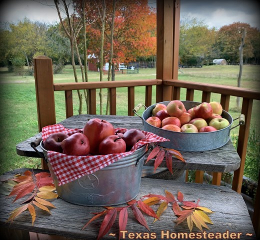 Fresh apples in galvanized tub with autumn fall tree leaves on old reclaimed barn wood table #TexasHomesteader