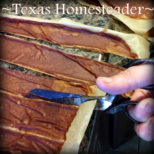 In preserving all the fresh apples my aunt shared with us, I decided to make fruit leather roll ups. It was easy! #TexasHomesteader