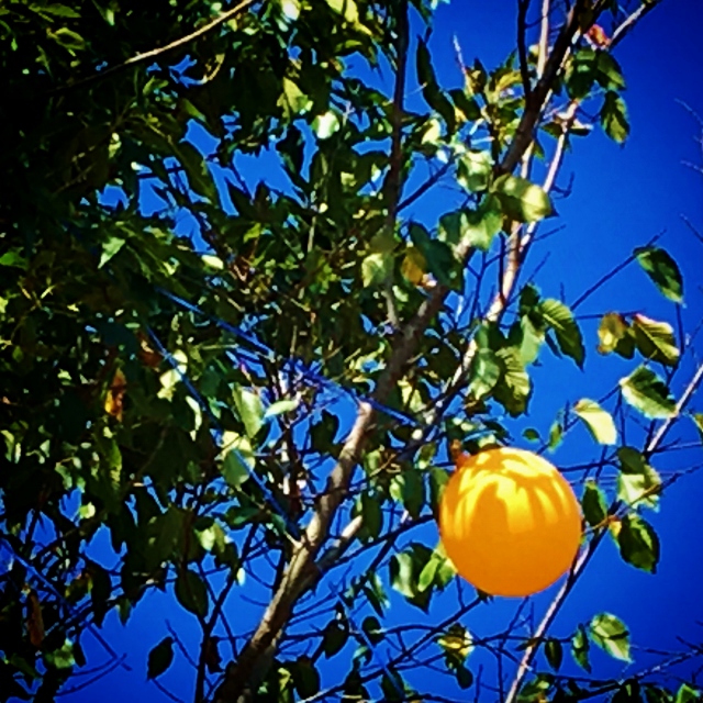 Balloon trash hung up in a tree. #TexasHomesteader