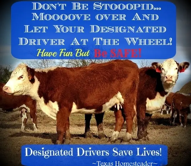 Don't Be Stoooopid! Moooove over & let your designated driver take the wheel. Designated Drivers Save Lives! #TexasHomesteader