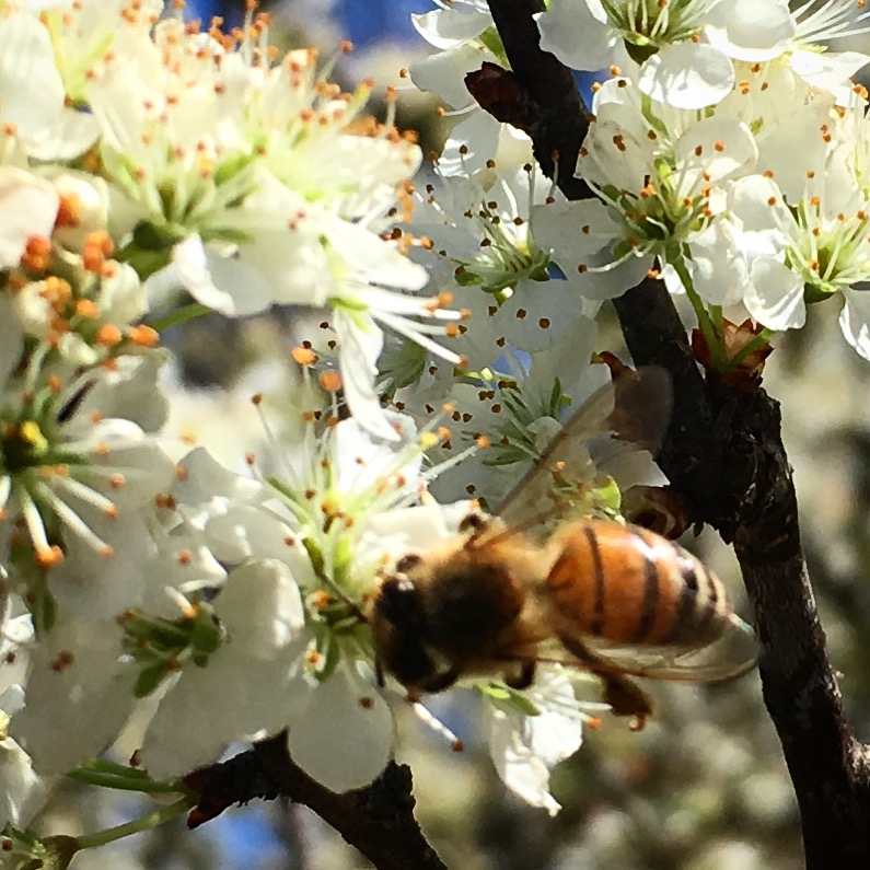 A honeybee foraging on blossoms is every beekeeper's delight. We can't wait for our first honey harvest! Stay busy, girl! #TexasHomesteader
