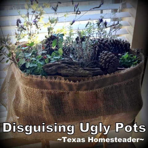 When you bring your plants inside for the winter, are you embarrassed by ugly planters? I was! See this Homestead Hack for hiding ugly planters when you bring your plants inside for the winter. #TexasHomesteader