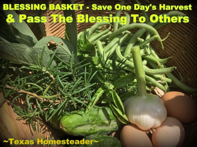 Blessing BasketL One day each week, harvest everything ripe in the garden and put it in a basket. Then share that bounty with a friend or neighbor. #TexasHomesteader