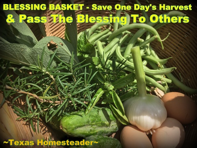 A Blessing Basket is where I share the entire garden's harvest on one day each week with others. #TexasHomesteader