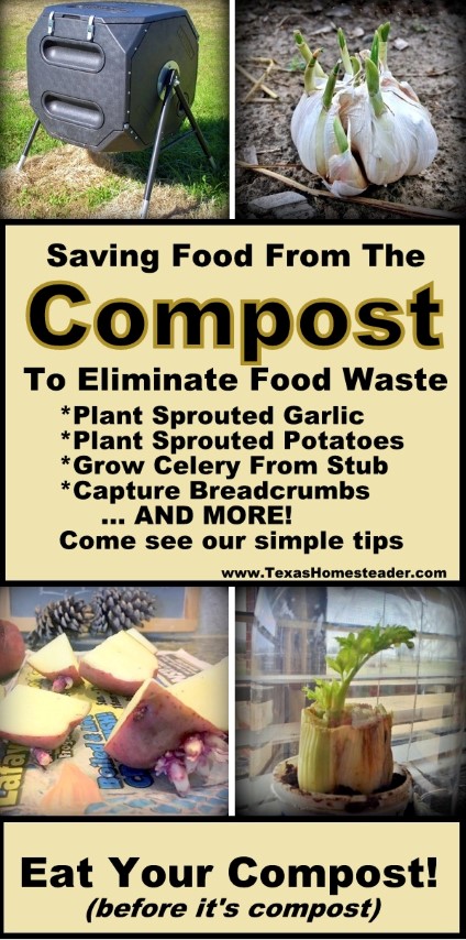 Can you actually EAT your compost? Stay with me now, I'm not saying you should eat the contents of your compost bucket. But there's LOTS of food you can make with scraps you'd previously just toss in the composter. Come see my favorite tips. #TexasHomesteader