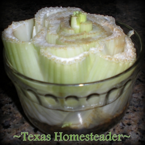 Regrow celery to to eliminate food waste. Can you eat your compost? Come see ways I've saved food previously destined for the compost pile for delicious use in my kitchen. #TexasHomesteader