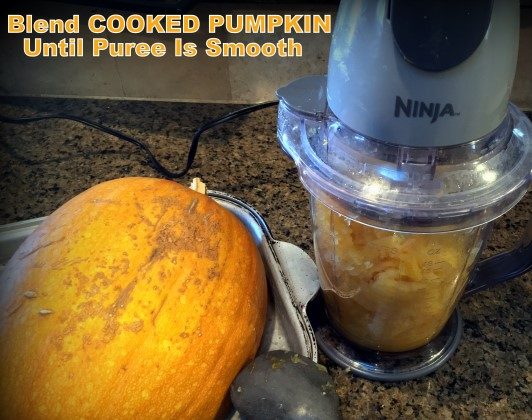 My Ninja Blender makes pureeing cooked pumpkin a snap. #TexasHomesteader