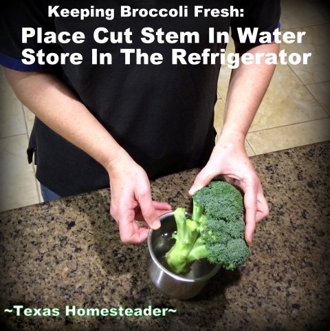 Keep broccoli fresh and crisp for several days during its storage in your refrigerator. Check out this simple Homestead Hack! #TexasHomesteader