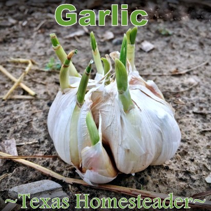 Planting sprouted garlic to to eliminate food waste. Can you eat your compost? Come see ways I've saved food previously destined for the compost pile for delicious use in my kitchen. #TexasHomesteader