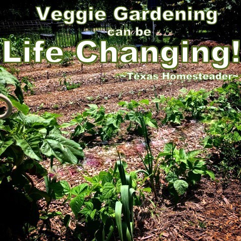4 Ways Vegetable Gardening Can Change Your Life! Come see why you should grow a vegetable garden too! #TexasHomesteader