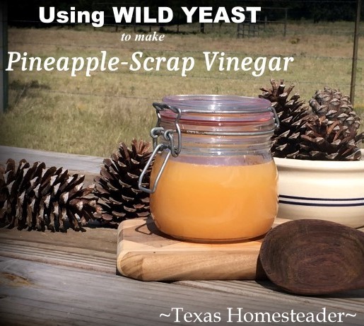 Apple or pineapple scraps to make vinegar. Can you eat your compost? Come see ways I've saved food previously destined for the compost pile for delicious use in my kitchen. #TexasHomesteader