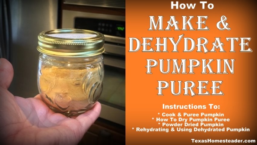 Learn how to dehydrated fresh garden pumpkin puree. #TexasHomesteader