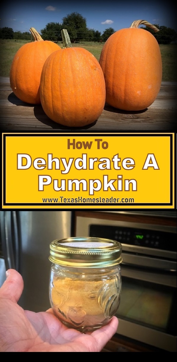 Dehydrate fresh garden pumpkin and store in the pantry all year long #TexasHomesteader