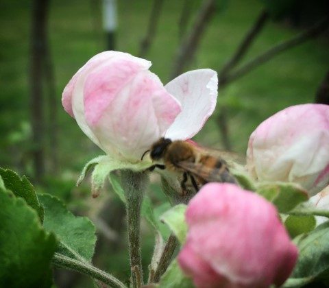 A honeybee visits the blossom of an apple tree. It's all part of a healthy eco system. #TexasHomesteader