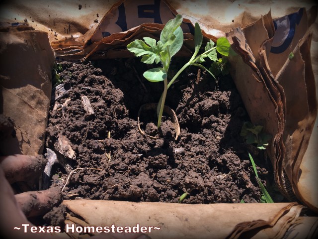 There are lots of ways to save money in your veggie garden. I use paper feed sacks around my vegetable plants. #TexasHomesteader