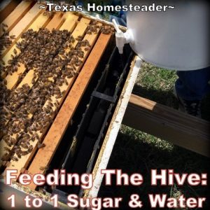 Feeding Honeybee Hive With A Frame Feeder ~ Texas Homesteader