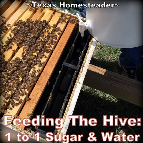 Summer feeding for honeybee apiary hive - sugar and water syrup. #TexasHomesteader