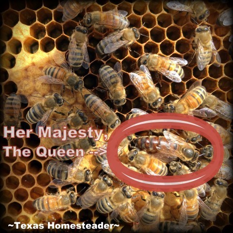 Queen bee in a new beehive. #TexasHomesteader
