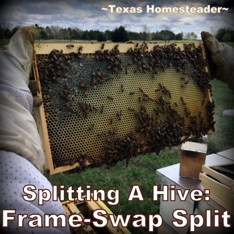 We did a hive split by swapping frames - then two hives came from just one! We find this frame-swap method helps both hives to recover quicker. #TexasHomesteader