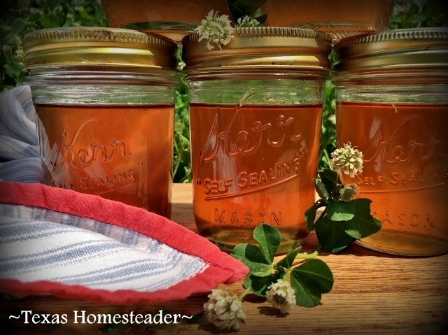 Making Clover-Blossom Jelly. We have many clover blossoms in the pastures. Why not make Jelly with those fragrant blooms? It is delicious! #TexasHomesteader