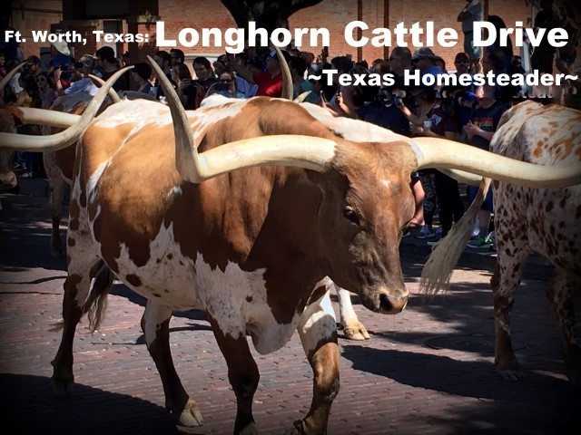 Longhorn Cattle Drive. We took a vacation in Ft. Worth, Texas. I've lived in the Dallas area most of my life, so of course I've been to Ft. Worth many times. But it was always to drive to a specific location or event, never to stay & play. Now this is gonna be fun! #TexasHomesteader