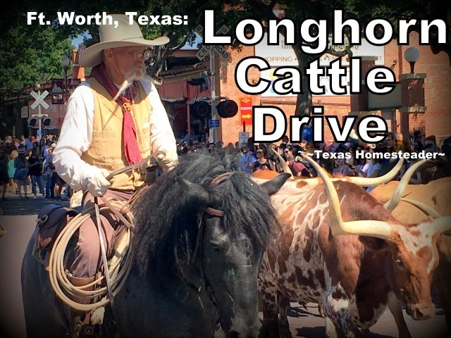 Longhorn Cattle Drive. We took a vacation in Ft. Worth, Texas. I've lived in the Dallas area most of my life, so of course I've been to Ft. Worth many times. But it was always to drive to a specific location or event, never to stay & play. Now this is gonna be fun! #TexasHomesteader