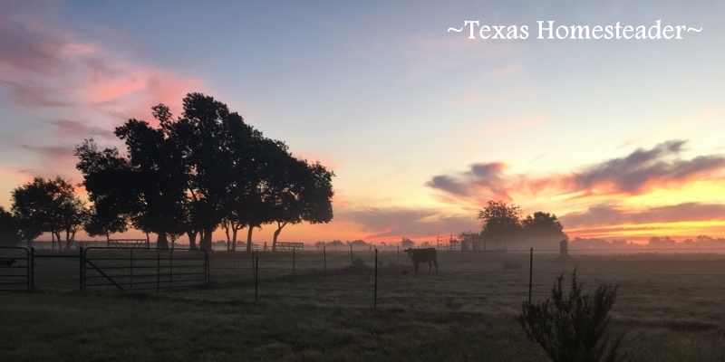 Homestead beauty: The moisture from the previous day's light rainfall is now a thin layer of fog hovering the ground at sunrise. Beautiful. #TexasHomesteader