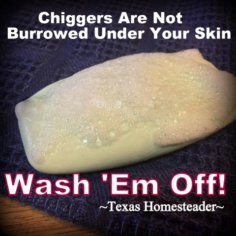 Soap and scrubbing will keep chiggers from biting you for days. #TexasHomesteader