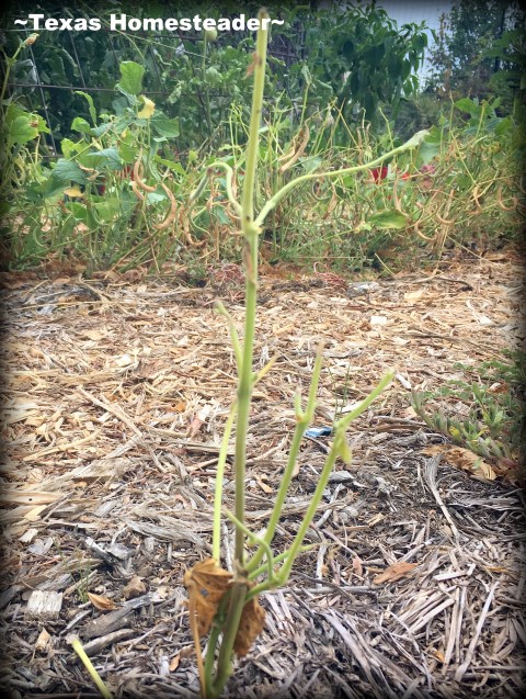 Garden plants eaten by grasshoppers and killed by drought. #TexasHomesteader