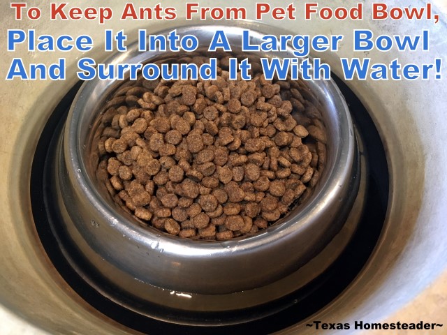 Ants were invading Bailey's dog food bowl. So we turned to a poison-Free Homestead Hack to eliminate them. #TexasHomesteader