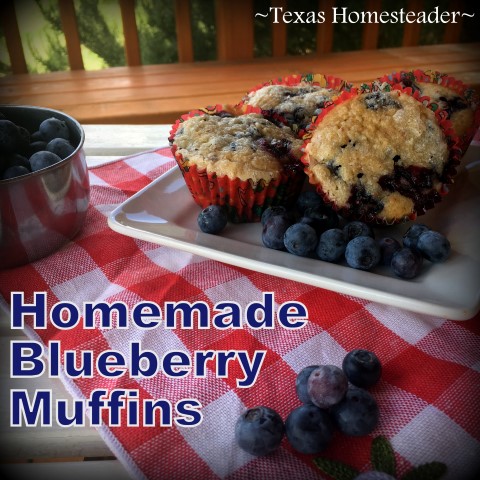 With a batch of fresh blueberries to enjoy, I decided to make Blueberry Muffins. So easy, so delicious. Come check out my recipe! #TexasHomesteader