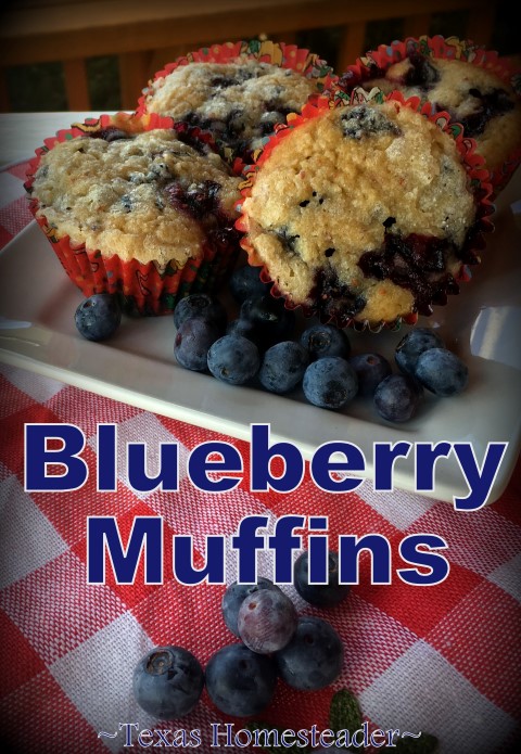 With a batch of fresh blueberries to enjoy, I decided to make Blueberry Muffins. So easy, so delicious. Come check out my recipe! #TexasHomesteader