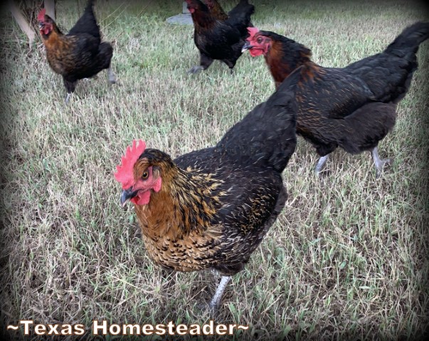 Chickens out free ranging for bugs. #TexasHomesteader