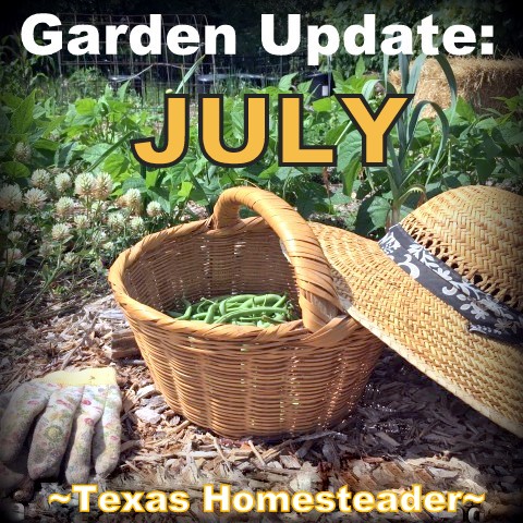 July Garden. Even with a few surprising struggles this year, I have a few successes. Come see how we're faring here in our zone 8 veggie garden. #TexasHomesteader