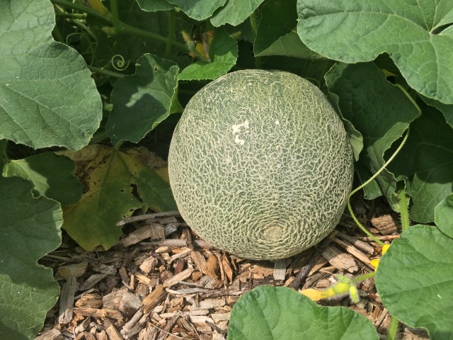 The veggie garden has been a struggle this year. As much as I hate being Debbie Downer, unless we get rain soon my garden will be done for the year. #TexasHomesteader