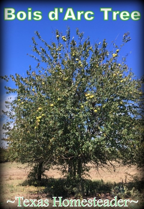 Bois d'Arc tree, also known as Osage Orange, Iron Wood, etc.