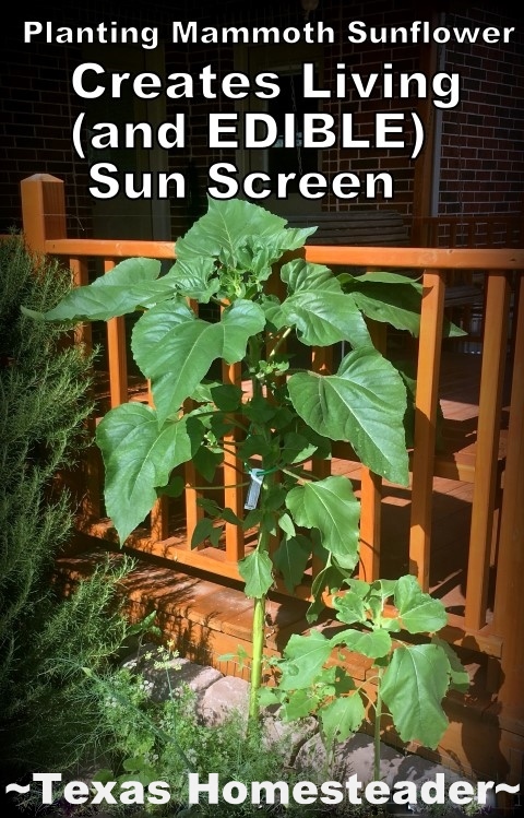 Living sun screen - mammoth sunflowers. Terracotta plant watering spike. We needed to landscape our porch area. But soil and plants are expensive! Come see how I landscaped it beautifully on the cheap. #TexasHomesteader
