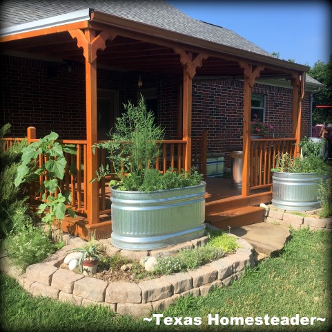 Planting large galvanized water troughs for edible beauty around your home. It's easy and can be done inexpensively too. #TexasHomesteader