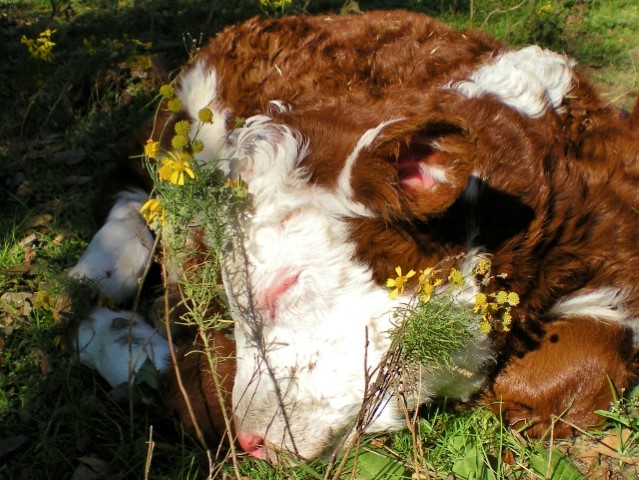 See our newest calf born on our Texas ranch. #TexasHomesteader