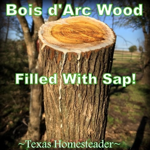 Bois d'Arc wood is filled with sticky sap to help make it rot resistant. #TexasHomesteader