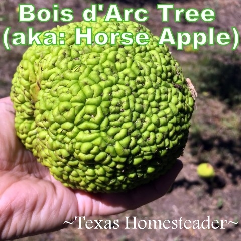 Bois d'Arc fruit - horse apple said to be a natural pest deterrent. #TexasHomesteader