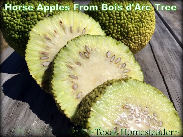 Bois d'Arc horse apples from Osage Orange tree cut into slices. #TexasHomesteader