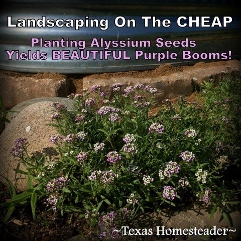 Terracotta plant watering spike. We needed to landscape our porch area. But soil and plants are expensive! Come see how I landscaped it beautifully on the cheap. #TexasHomesteader